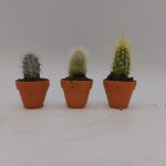 Cactus extra mixed (3cm)