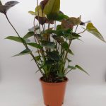 Anthurium andraeanum mix