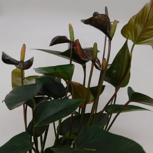 Anthurium andraeanum mix - Image 2