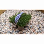 Lavender Hidcote Improved 6 Pack