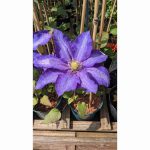 CLEMATIS DANIEL DERONDA