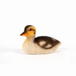 Resting Duckling