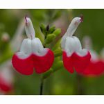 Salvia- Hot Lips (3L)