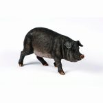 Black pig