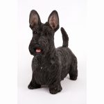 Black scottish terrier (Standing)