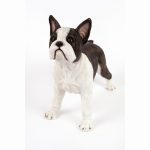 French bull terrier(Standing)