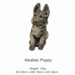 Alsation Puppy