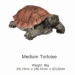 Medium Tortoise