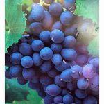 Grape 'Blue Muscat (Blauer Muskateller)