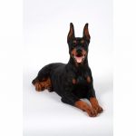 Dobermann Laying