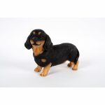 Dachshund Standing