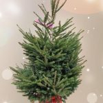 Norway spruce potted