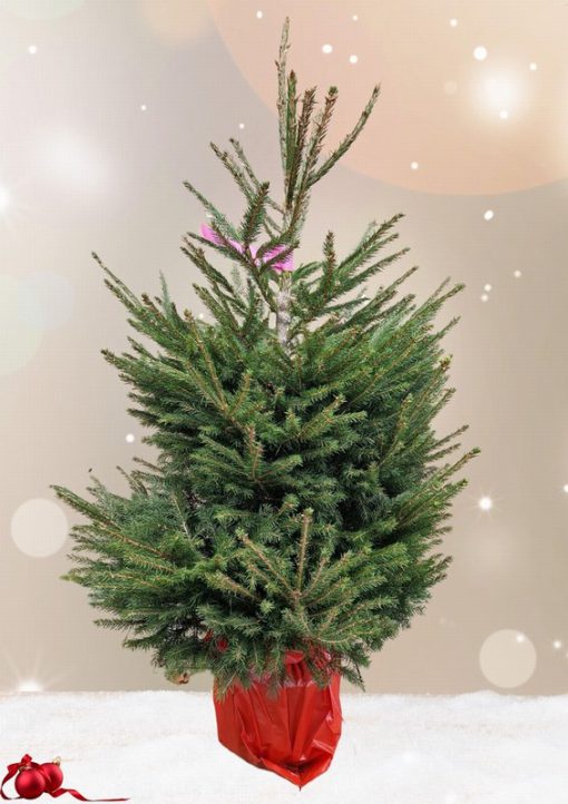 Norway spruce potted