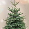 Noble Fir cut tree