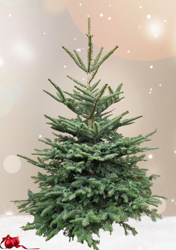 Noble Fir cut tree