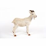 Standing White Billy Goat