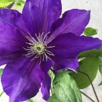 CLEMATIS DUCHESS OF CORNWALL EVIPO118