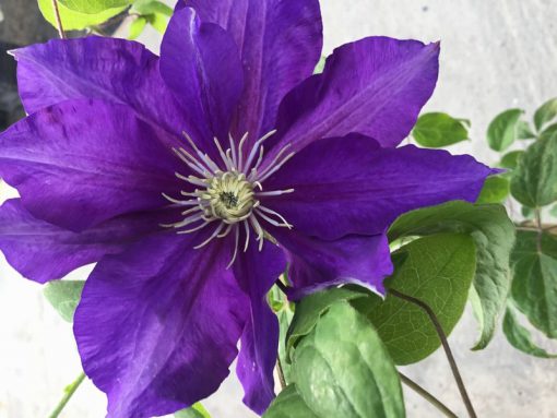 CLEMATIS DUCHESS OF CORNWALL EVIPO118