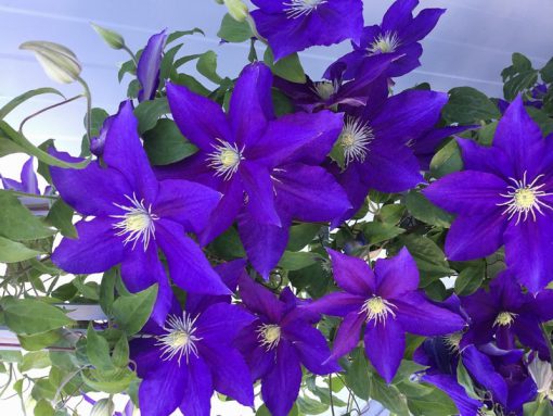 CLEMATIS DUCHESS OF CORNWALL EVIPO118 - Image 2