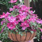 CLEMATIS PICARDY EVIPO024