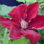 CLEMATIS REBECCA EVIPO016