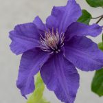 CLEMATIS SACHA EVIPO060