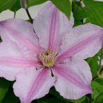 CLEMATIS SALLY EVIPO077