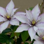 CLEMATIS SAMARITAN JO EVIPO075