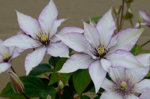 CLEMATIS SAMARITAN JO EVIPO075
