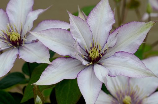 CLEMATIS SAMARITAN JO EVIPO075 - Image 2