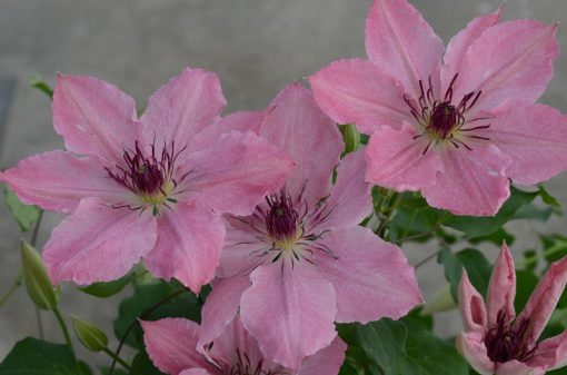 CLEMATIS SARAH ELIZABETH EVIPO098