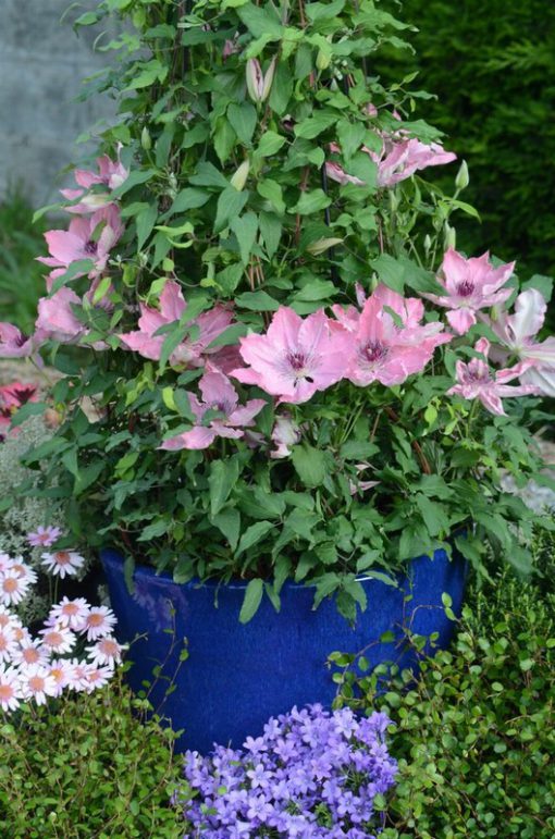 CLEMATIS SARAH ELIZABETH EVIPO098 - Image 2