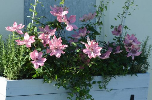 CLEMATIS SARAH ELIZABETH EVIPO098 - Image 3