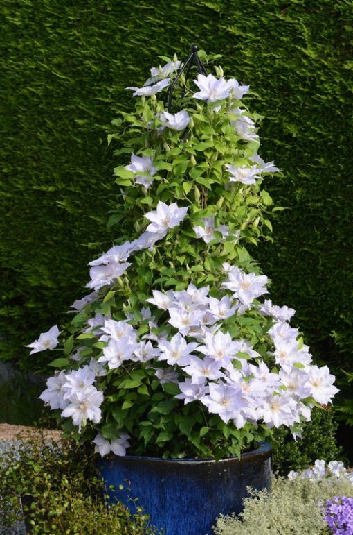 CLEMATIS TRANQUILITE EVIPO111 - Image 3