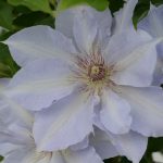 CLEMATIS TRANQUILITE EVIPO111