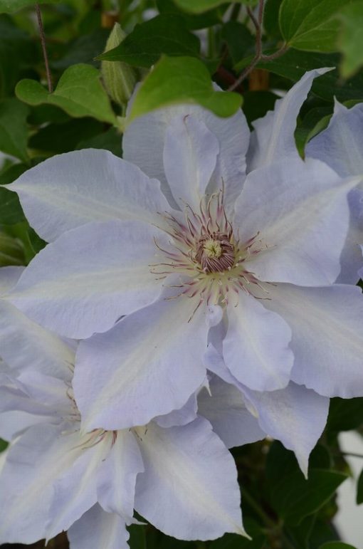 CLEMATIS TRANQUILITE EVIPO111