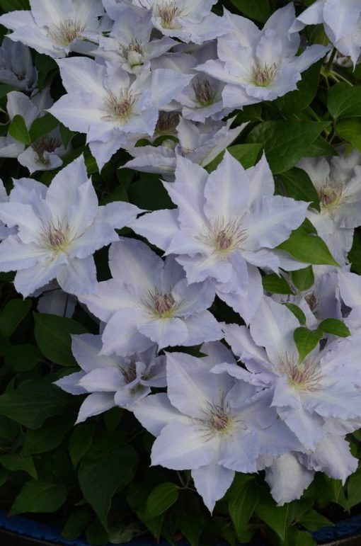 CLEMATIS TRANQUILITE EVIPO111 - Image 2