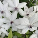 CLEMATIS TSUKIKO EVIGSY151