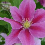 CLEMATIS VICKI EVIPO114