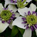 CLEMATIS VIENNETTA EVIPO006