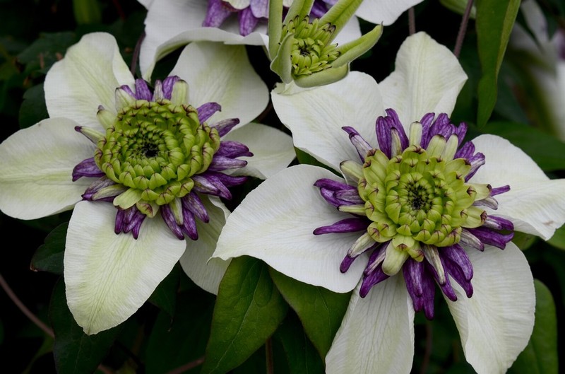 100 White And Purple Clematis Florida Seeds – Perennial Garden Flowers, Easy To Grow