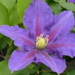 CLEMATIS CHEVALIER EVIPO040