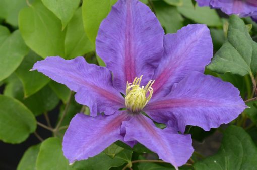 CLEMATIS CHEVALIER EVIPO040