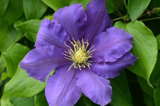 CLEMATIS CHEVALIER EVIPO040 - Image 2