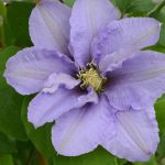 CLEMATIS CEZANNE EVIPO023