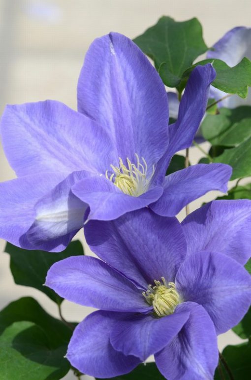CLEMATIS DIANAS DELIGHT EVIPO026 - Image 2