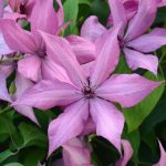 CLEMATIS GISELLE EVIPO051
