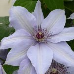 CLEMATIS BERNADINE EVIPO061