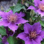 CLEMATIS BIJOU EVIPO030