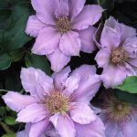 CLEMATIS FILIGREE EVIPO029